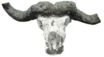 Cow Skull