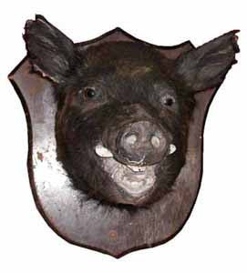 Boars Head Mounted (H0.4m x W0.4m x L0.5m)