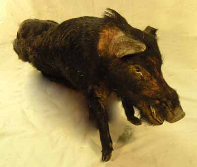 Boar Wild (H55cm x W45cm x D130cm)