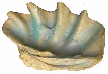Clam Shell Large (H30cm x L94cm x W60) [x=4]
