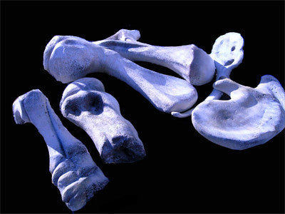 Dinosaur Bones  Large
