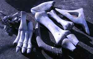 Dinosaur Bones Small (variety of sizes)