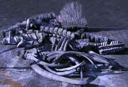 Dinosaur Bones Spines (variety of sizes)